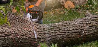 Best Palm Tree Trimming  in Sto Brook, NY