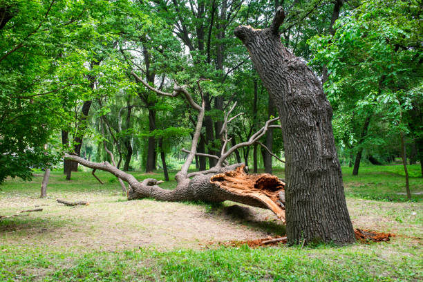 Best Tree Disease Treatment  in Sto Brook, NY