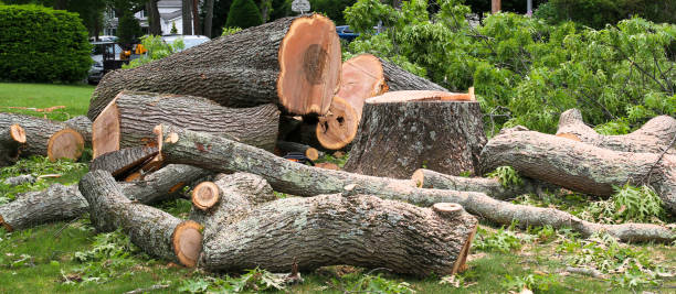 Best Tree and Shrub Care  in Sto Brook, NY