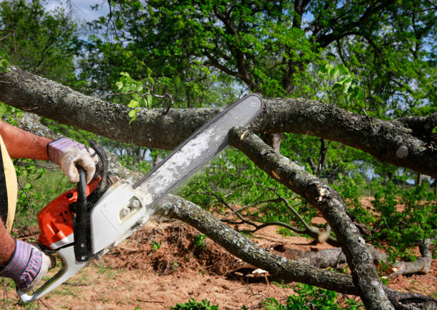 Best Tree Cabling and Bracing  in Sto Brook, NY